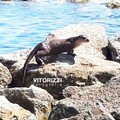 Ofanto: Eccezionale avvistamento di una lontra alla foce