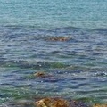 E' tornata l’alga tossica, l'Arpa segnala fioriture a Bisceglie