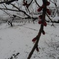 Maltempo: neve su uliveti e mandorli in fiore