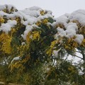 Maltempo : Gelo e neve sulle piante in fiore