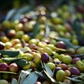 Il ruolo delle OP nel comparto olivicolo da mensa nazionale:  strategie e nuovi scenari di mercato