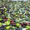 Olive nel vortice della speculazione