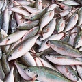 Natale sicuro, sequestrati a Bari 532.000 chilogrammi di prodotti ittici