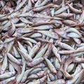 La Guardia Costiera sequestra 25kg di prodotto ittico novellame di mare