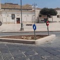 Canosa: Perché è stato rimosso l’albero d’ulivo?