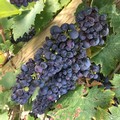Tre cantine pugliesi tra i “Migliori 100 vini e vignaioli d’Italia 2023”