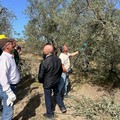 Canosa: Promuovere la formazione nell’innovazione della filiera olivicola
