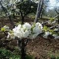 Benvenuta primavera::  "Il Giardino Mediterraneo "