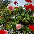 Omaggi floreali per la Festa della Mamma