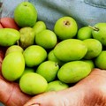 Contest fotografico “Scatti d’Olio” : Ultimi giormi per partecipare gratuitamente