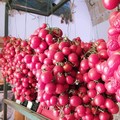 Canosa: E’ tempo di serti di pomodori