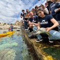 Puglia: Quattro tartarughe marine Caretta caretta sono tornate nel loro habitat naturale