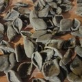 Canosa : A “scuola” di strascinati di grano arso