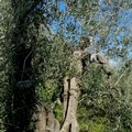 Emergenza climatica: La messa a dimora di nuovi alberi in Puglia