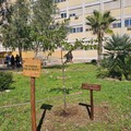 Al  Dimiccoli di Barletta  “Un albero per la salute”