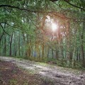 Foresta Umbra: le  faggete nel Patrimonio UNESCO