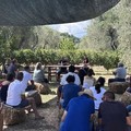 Qualità, identità e innovazione per il futuro del settore olivicolo