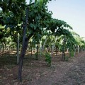 La produzione energetica nella filiera vitivinicola: applicazioni nell'agroindustria