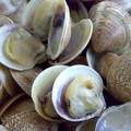 Vongole nel piatto per Capodanno