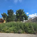 Emergenza xylella a Minervino Murge: Provincia ferma!