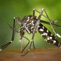 West Nile Virus, primo caso in Puglia