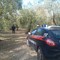 Canosa: Tre arresti per furti di olive