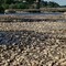 La siccità  è  la calamità più rilevante per l’agricoltura pugliese