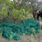 Canosa: Furti di olive, tre arresti