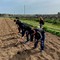 Il Terrizuolo trapiantato nell'agro di Canosa di Puglia