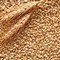 Grano:  Garantire un prezzo equo alle imprese agricole