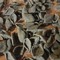 Canosa : A “scuola” di strascinati di grano arso