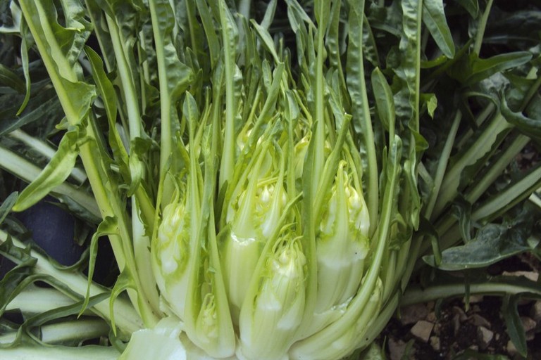 Cicoria Puntarelle Molfettese