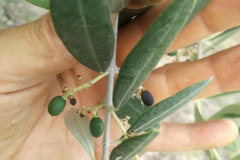 Olive piccole