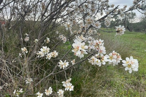 Mandorli in fiore  Puglia