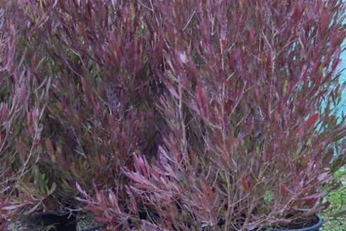 Dodonaea viscosa  purpurea