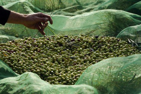 Furti di olive