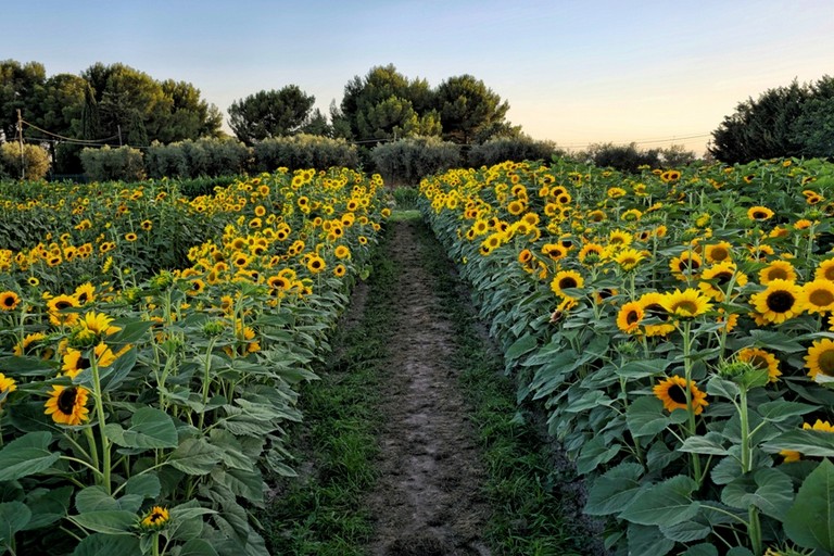Girasoli