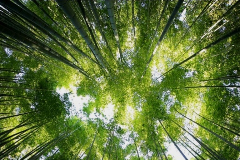Piante- verde-alberi