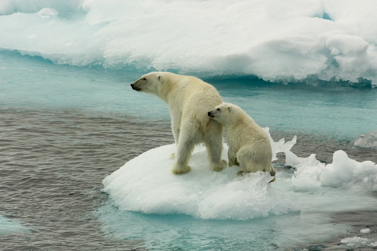 orsi polari ghiacciai