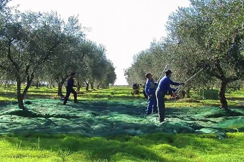 Agricoltori  contadini raccolta olive