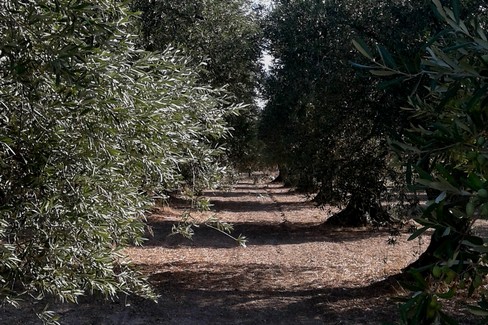 Ulivi campagne