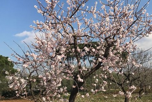 Primavera Puglia