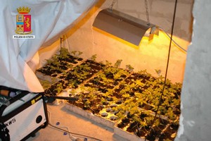 Flagranza di reato per coltivazione di Maijuana