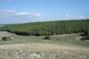 Bosco di Bitonto