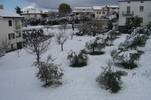 Neve Canosa