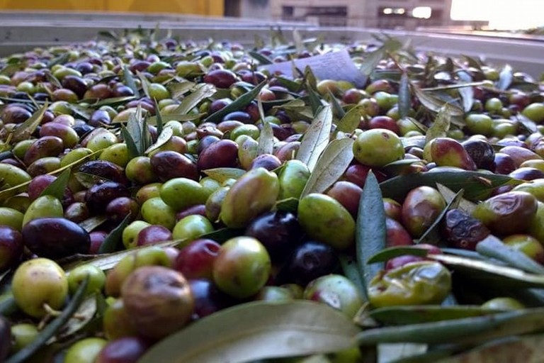 Olive di peranzana
