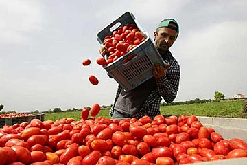 Raccolta dei pomodori nei campi