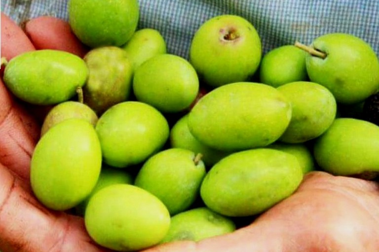 Olive