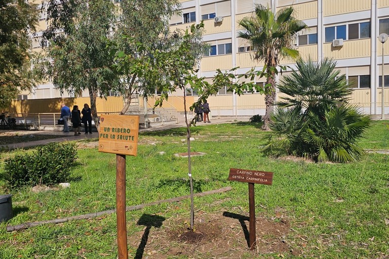 Dimiccoli di Barletta “Un albero per la salute”