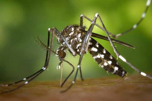 West Nile Virus,